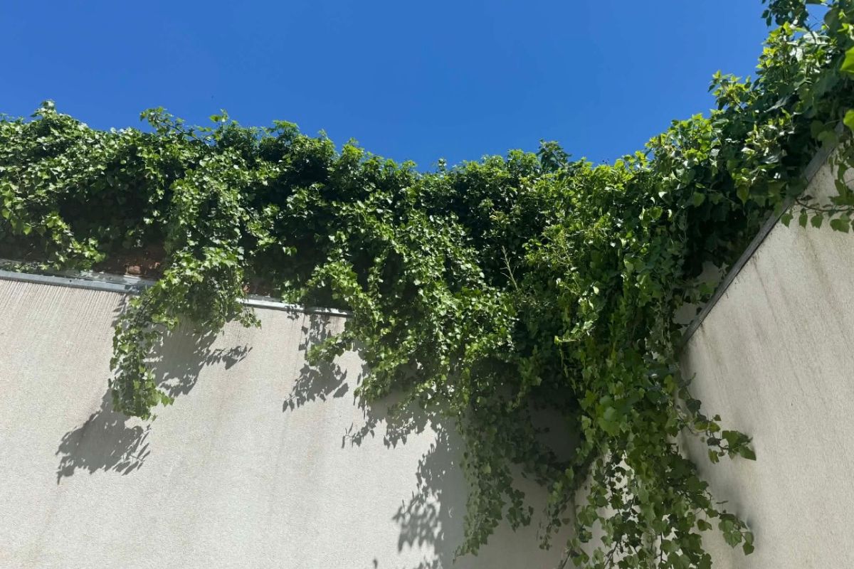 Jardin avant l'intervention de RD Garden